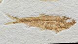 Bargain Knightia Fossil Fish Multiple - Wyoming #39435-1